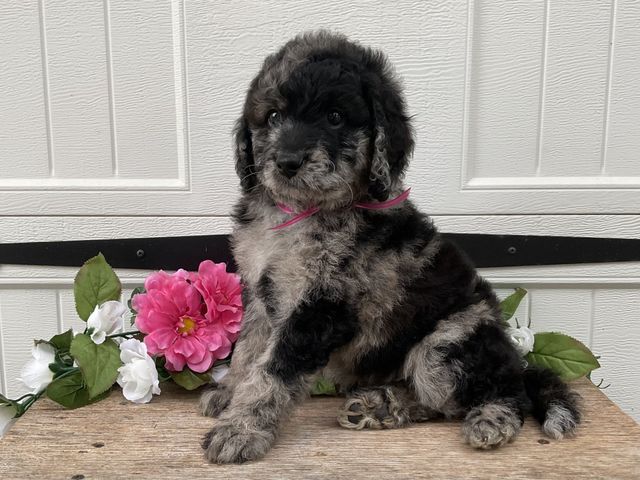 Standard merle hotsell f3 australian goldendoodle